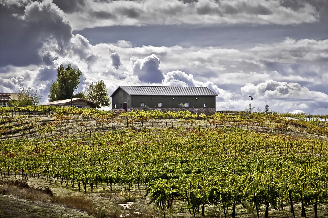vineyard and building in backdrop