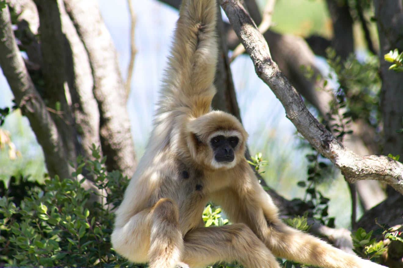 Monkey at the Santa Barbara Zoo