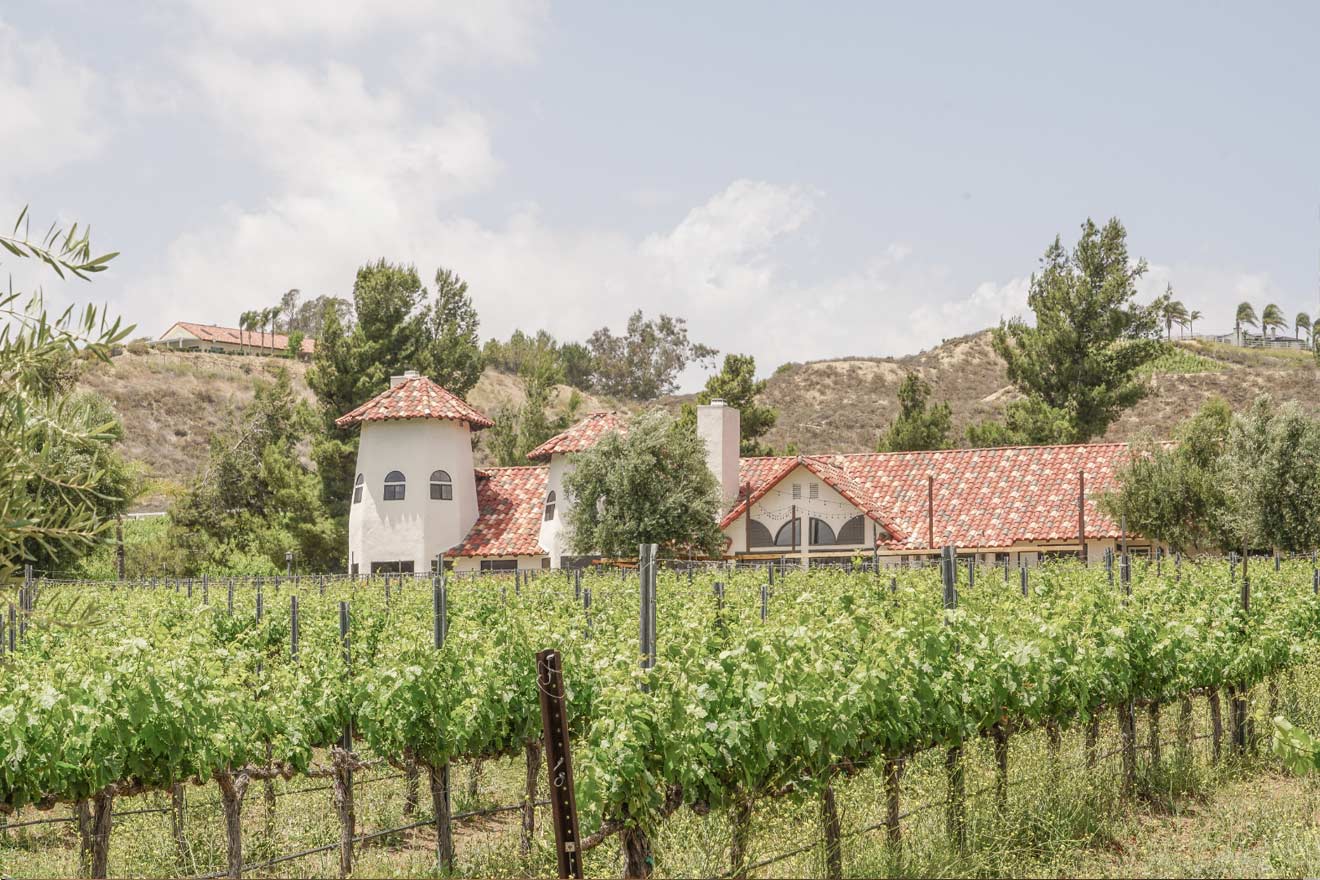 vineyard and building in backdrop
