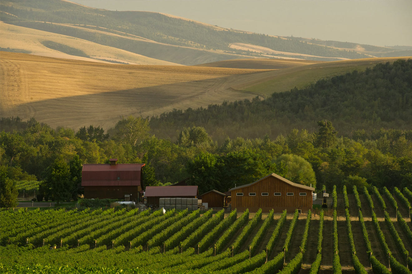 vineyard overlooking hills